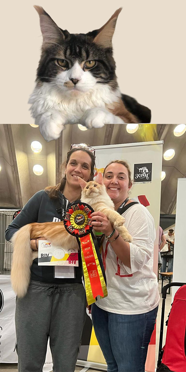 Elinor Woods - Maine Coon Cattery