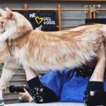 Le caratteristiche del Maine Coon