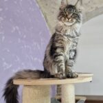 Nancy Brivido Cosmico