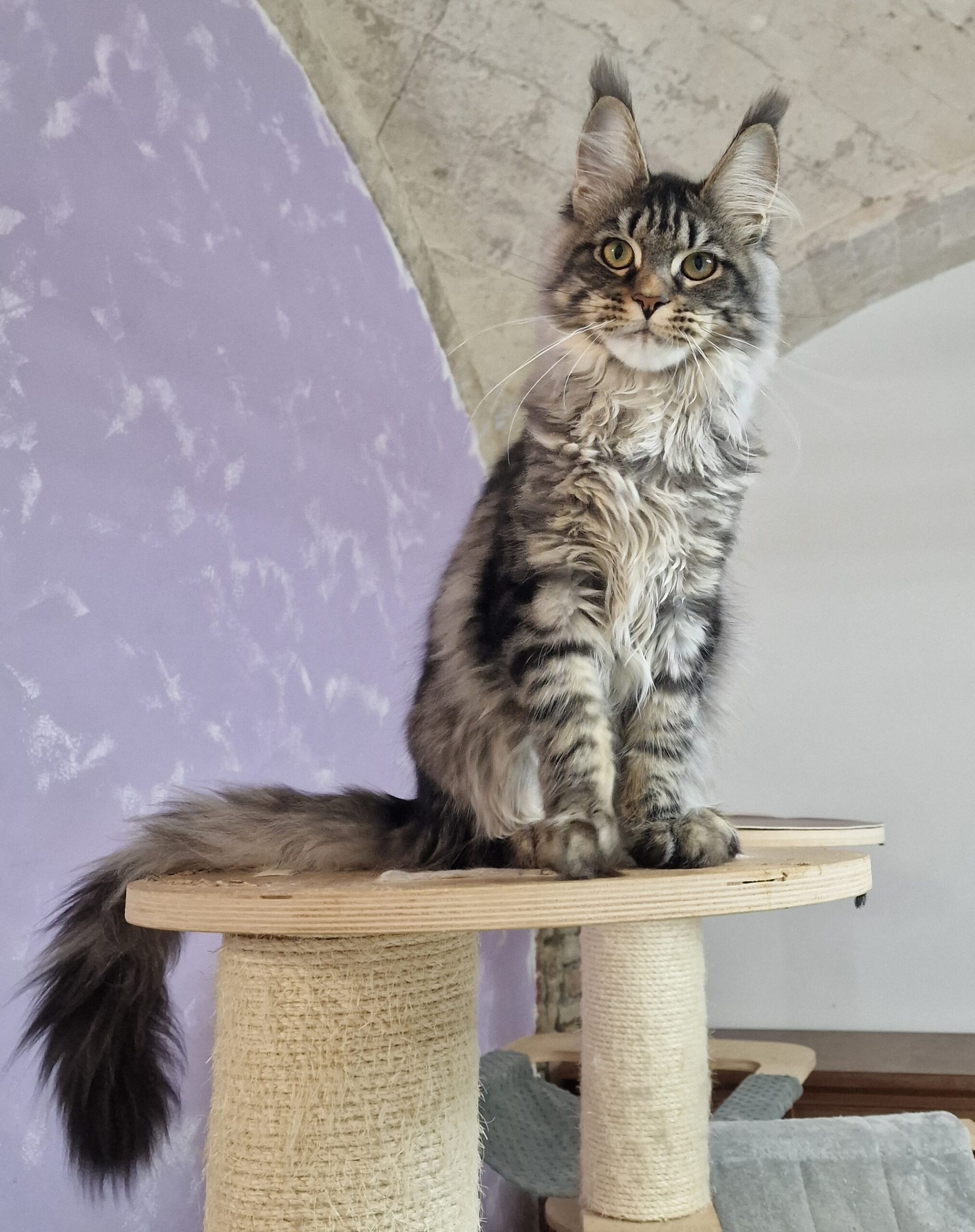 Nancy Brivido Cosmico