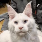 Gli occhi azzurri nel Maine Coon: quando sono naturali e quando no