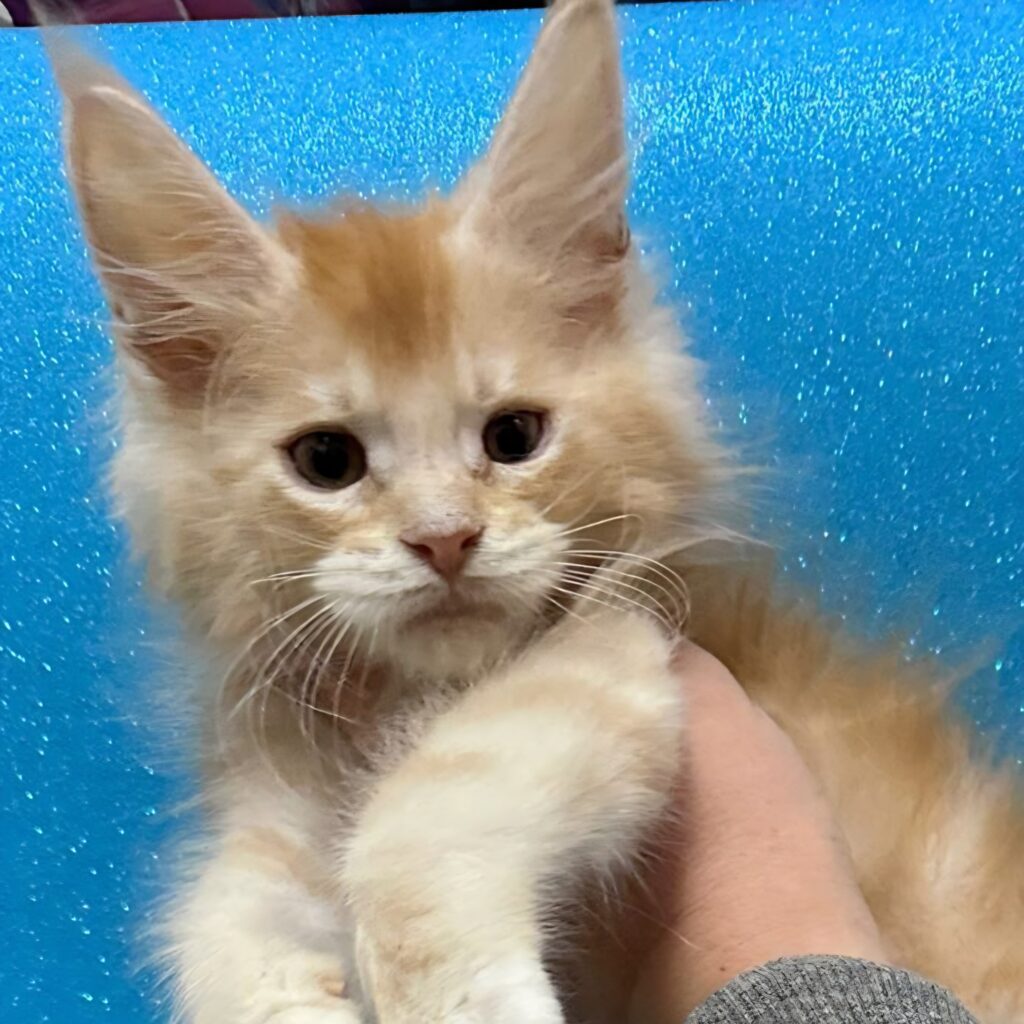 Nacho (reserved)