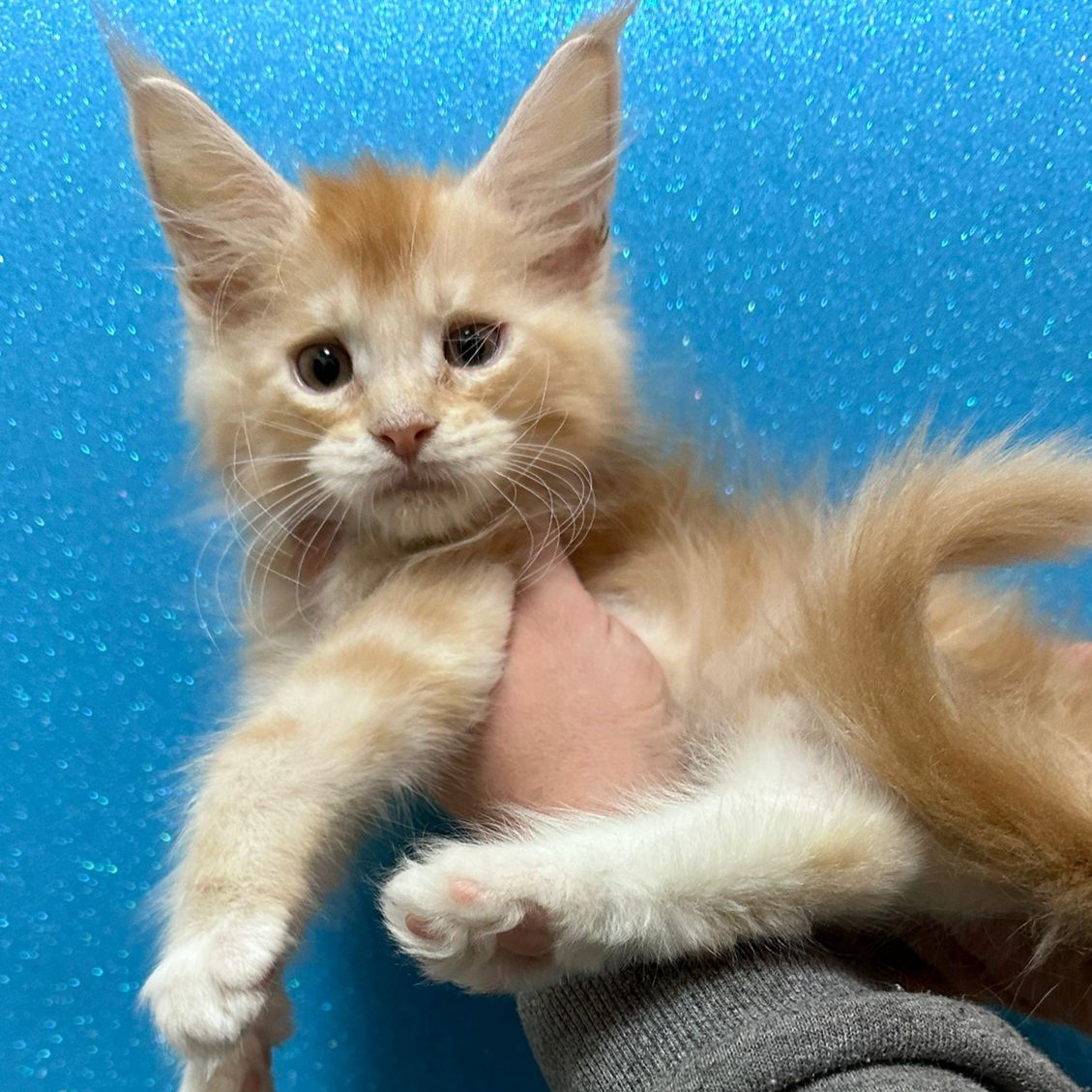 Nacho (reserved)