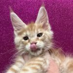 Ninfea (reserved)