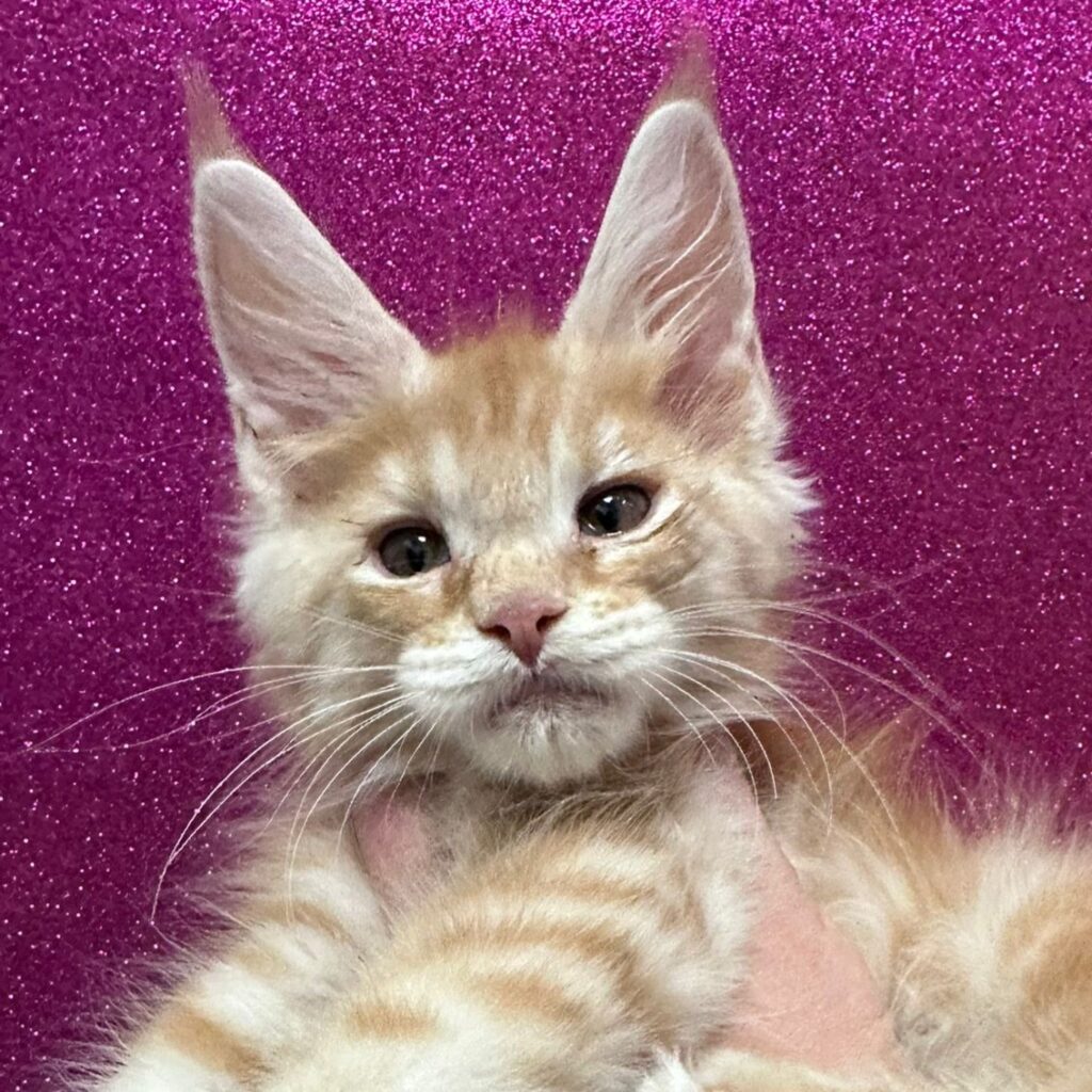 Ninfea (reserved)