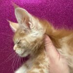 Ninfea (reserved)