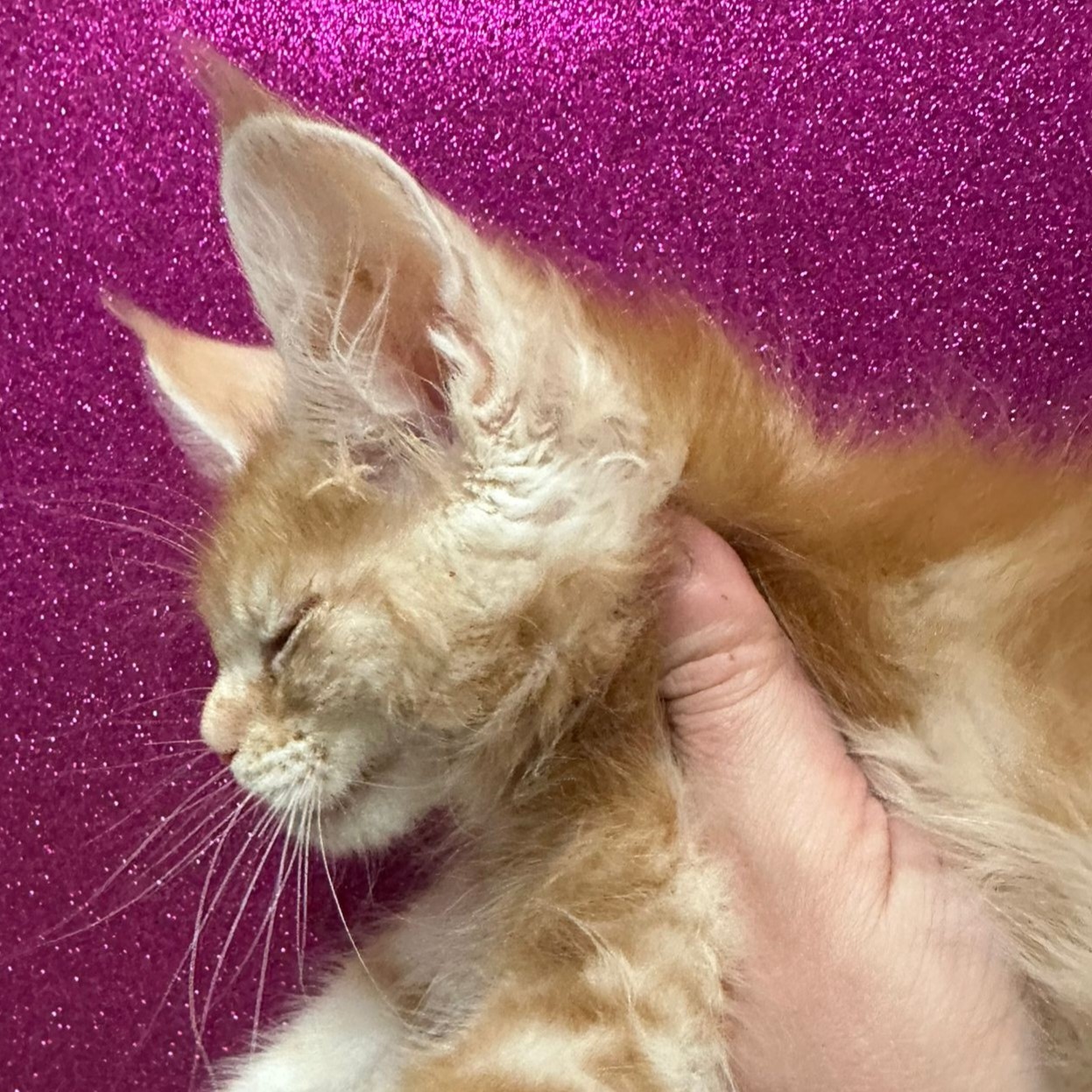 Ninfea (reserved)