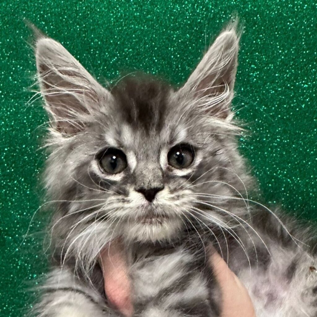 Noodle (reserved)