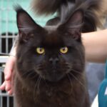 Lupo Nero