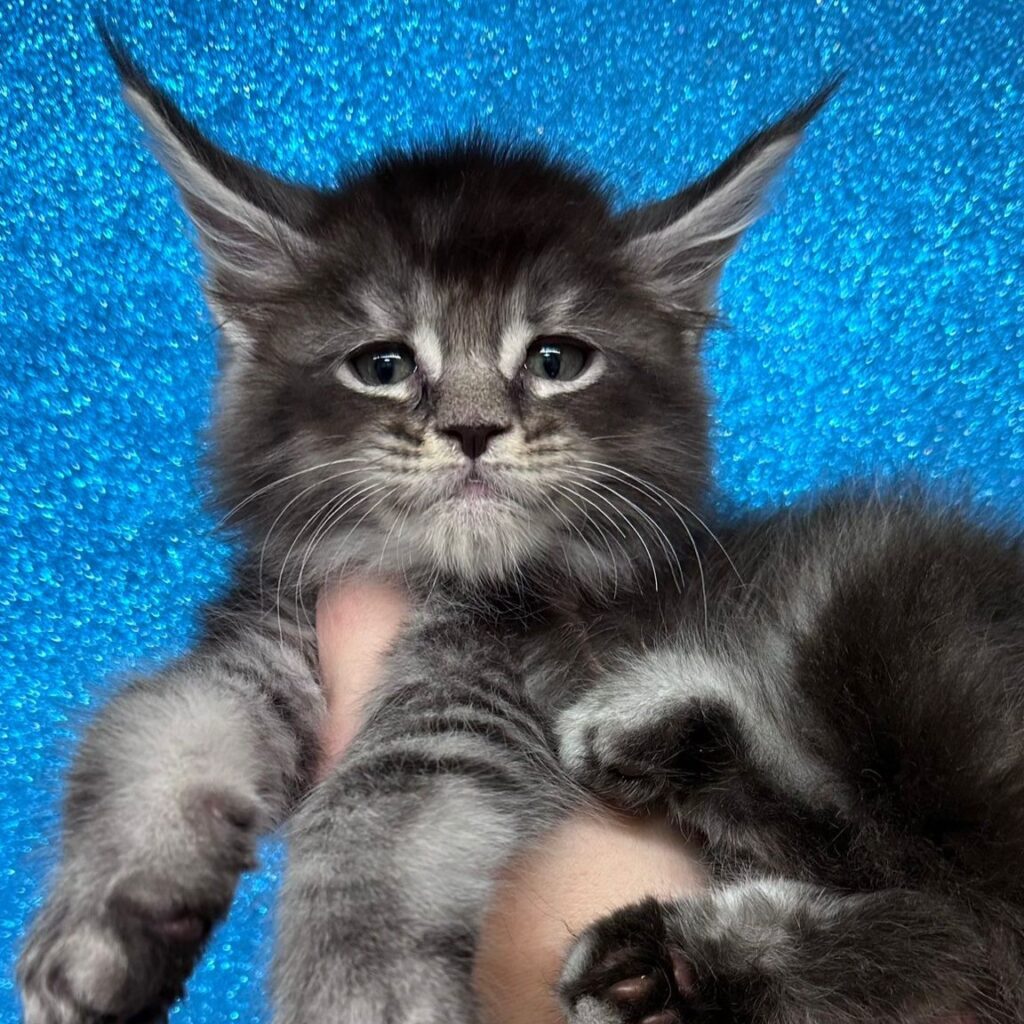 Noè (reserved)