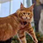 Justcoons Luxemburg