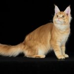 Notturna Melodia