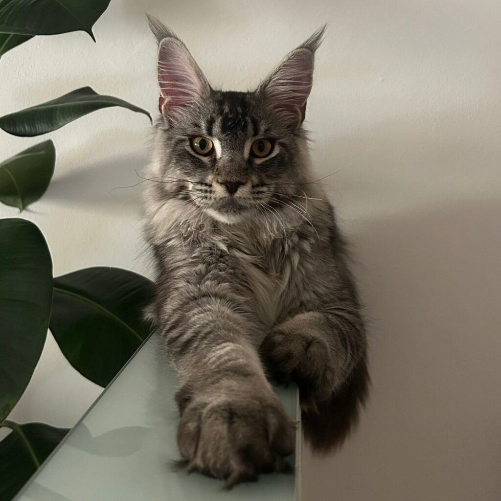 Noè