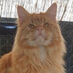 Victorycoon's Elvis