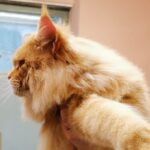 Victorycoon's Elvis