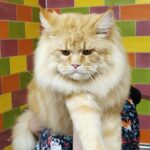 Victorycoon's Elvis