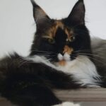 Americanlynx Guendalina