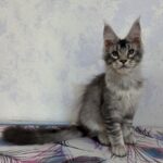 Perseo (reserved)