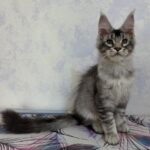 Perseo (reserved)