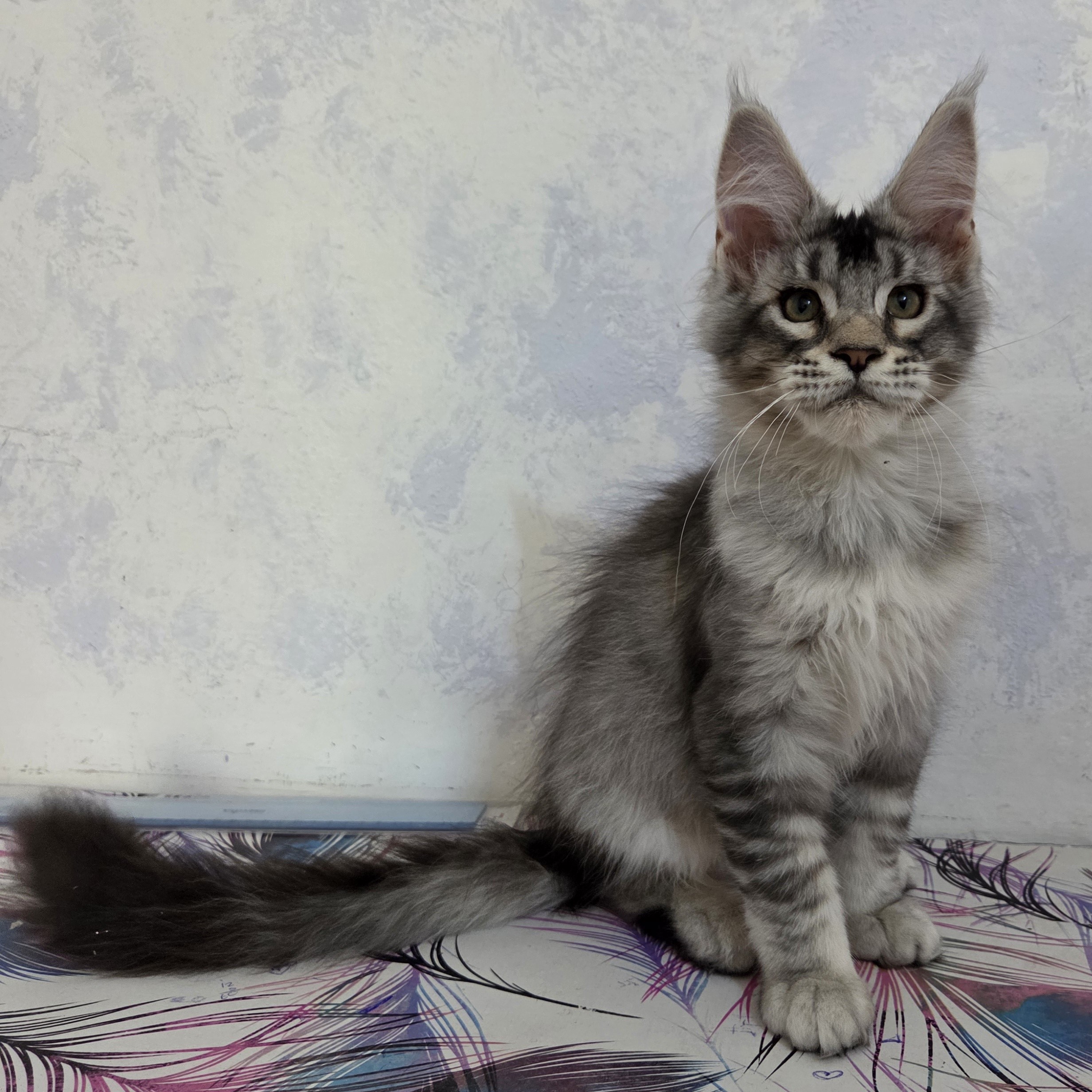 Perseo (reserved)