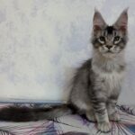Perseo (reserved)