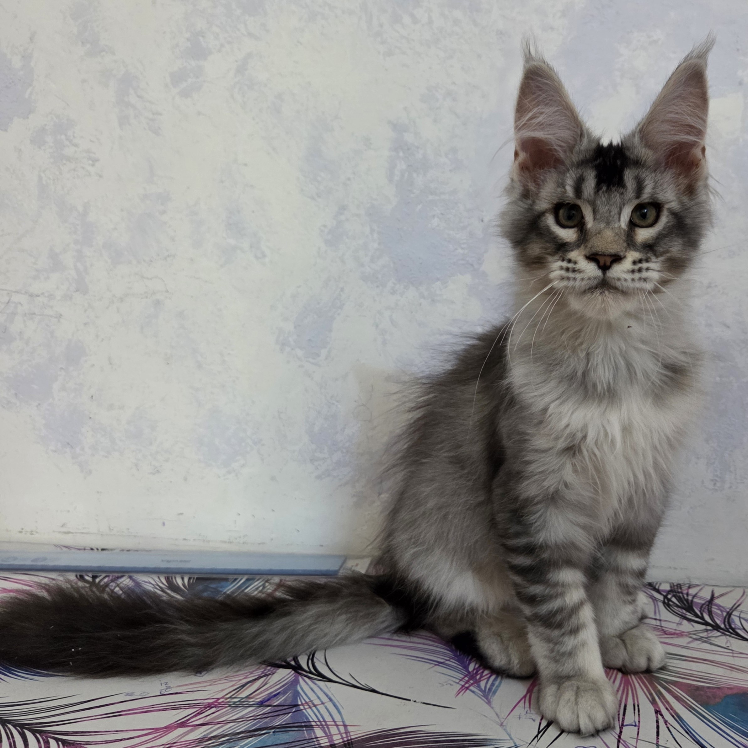 Perseo (reserved)