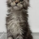 Nymeria