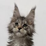 Nymeria