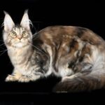 Nymeria ( reserved)