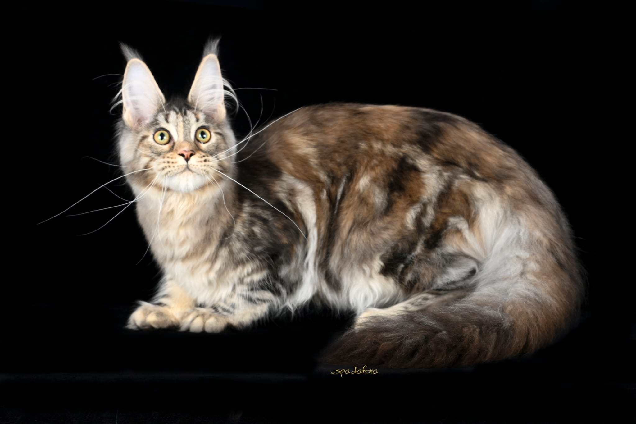 Nymeria ( reserved)