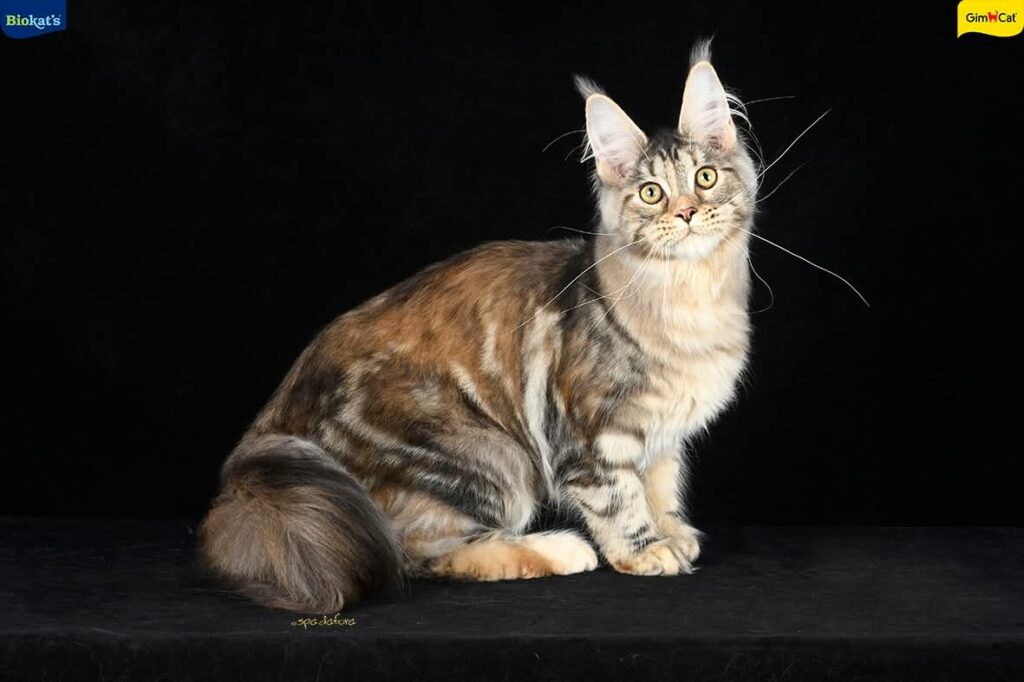 Nymeria ( reserved)
