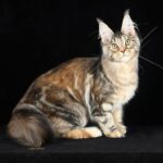 Nymeria ( reserved)