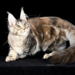 Nymeria ( reserved)