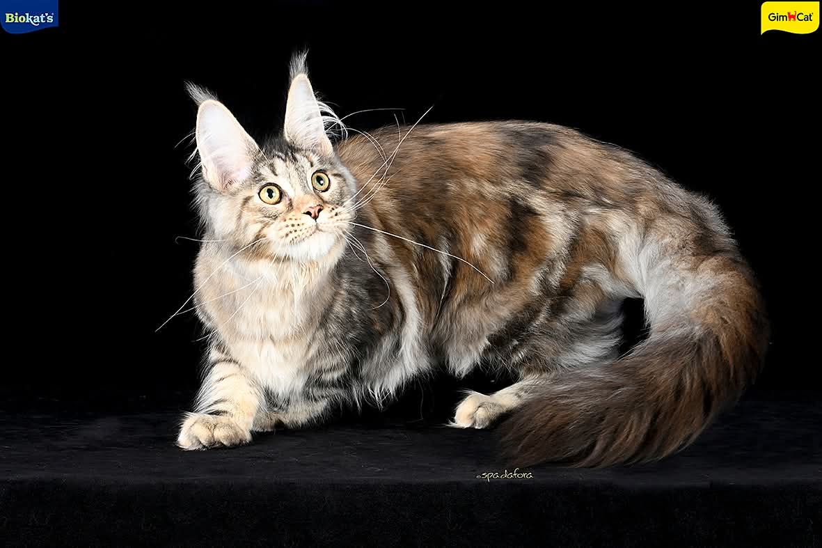 Nymeria ( reserved)