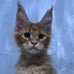 Pandora ( reserved)
