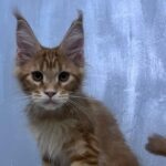 Pandora ( reserved)