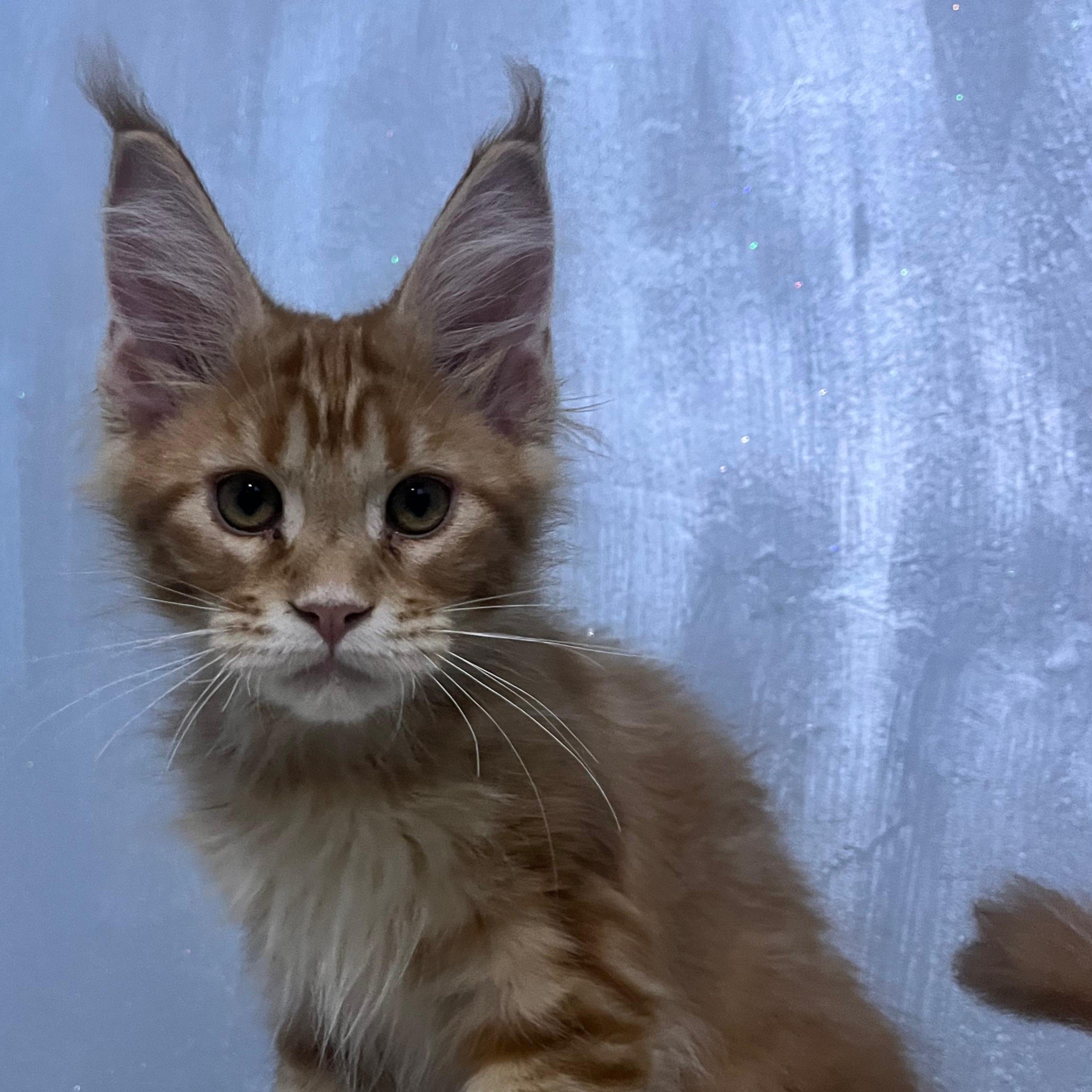 Pandora ( reserved)