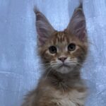 Pandora ( reserved)