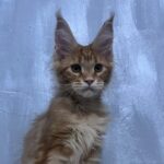 Pandora ( reserved)