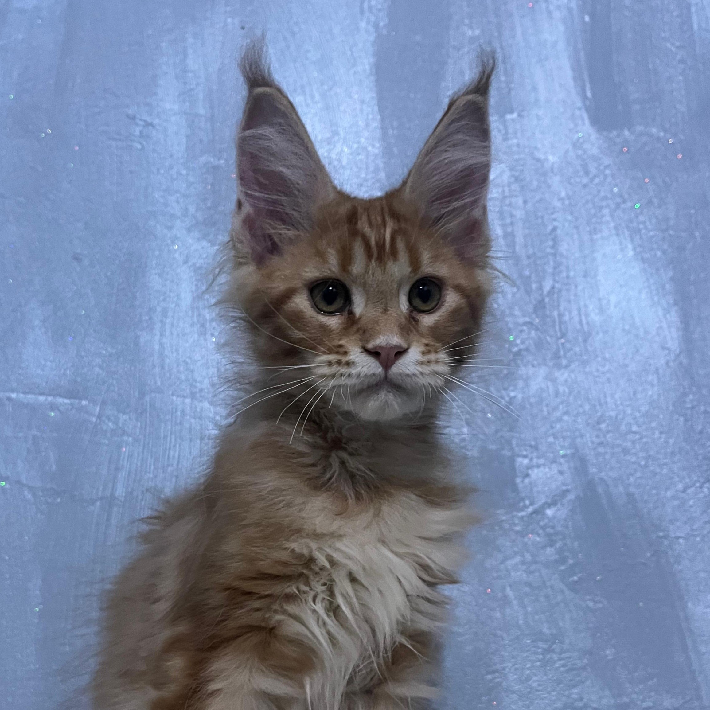 Pandora ( reserved)