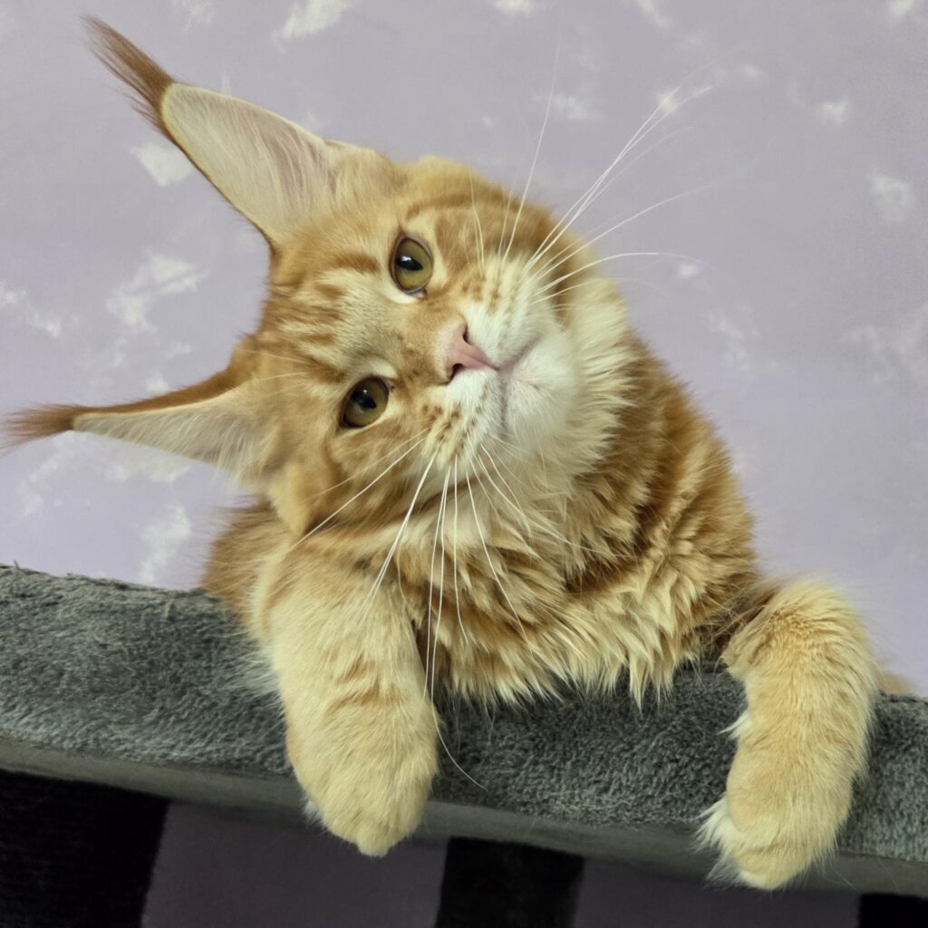Femmina red tabby blotched di nome Pandora