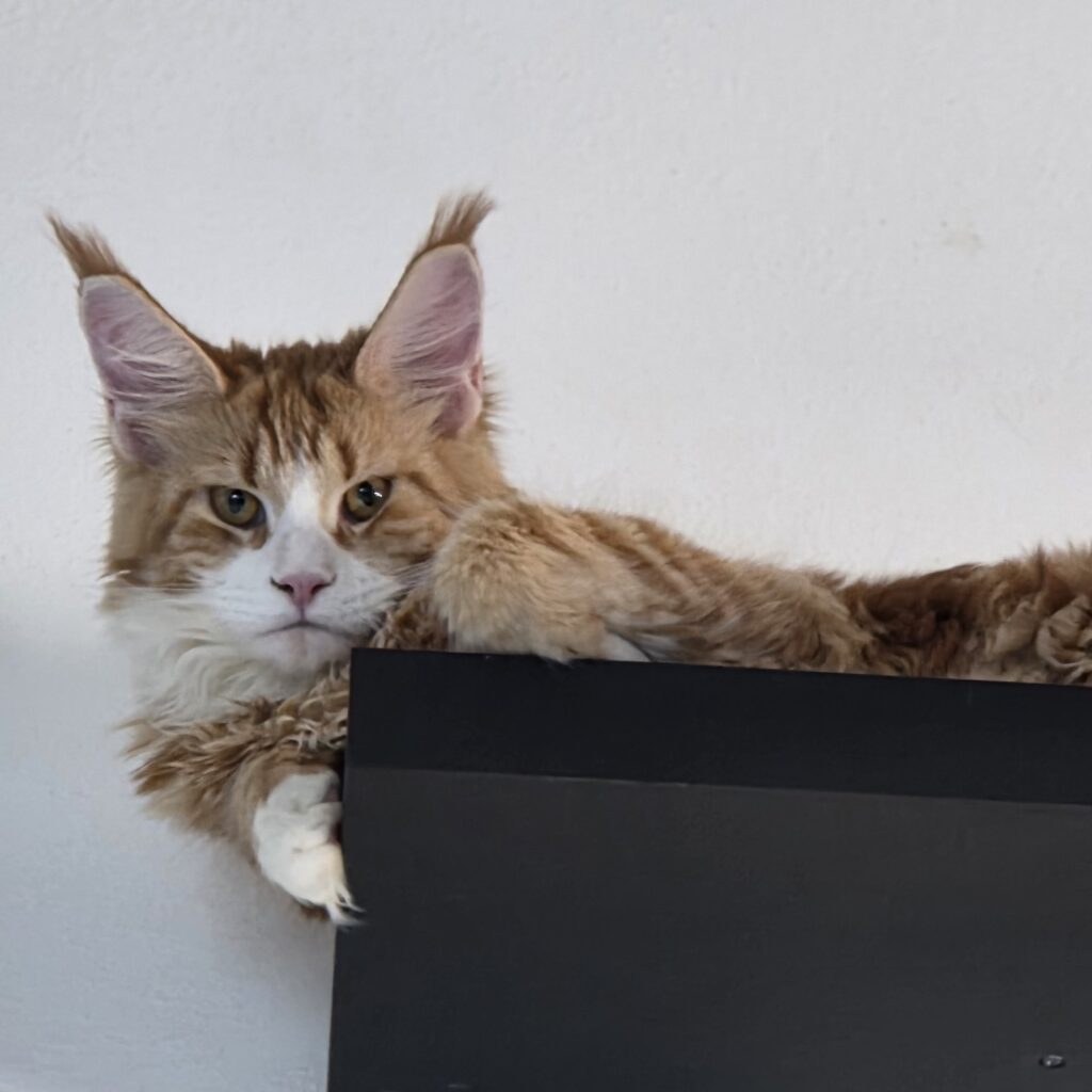 Principessa