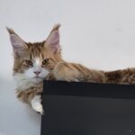 Principessa