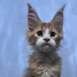 Principessa ( reserved)