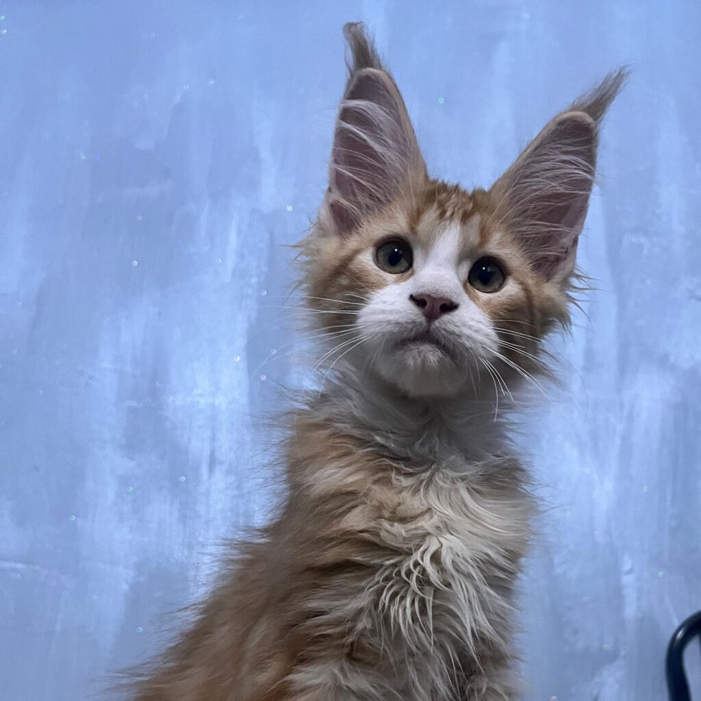 Principessa ( reserved)