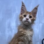 Principessa ( reserved)