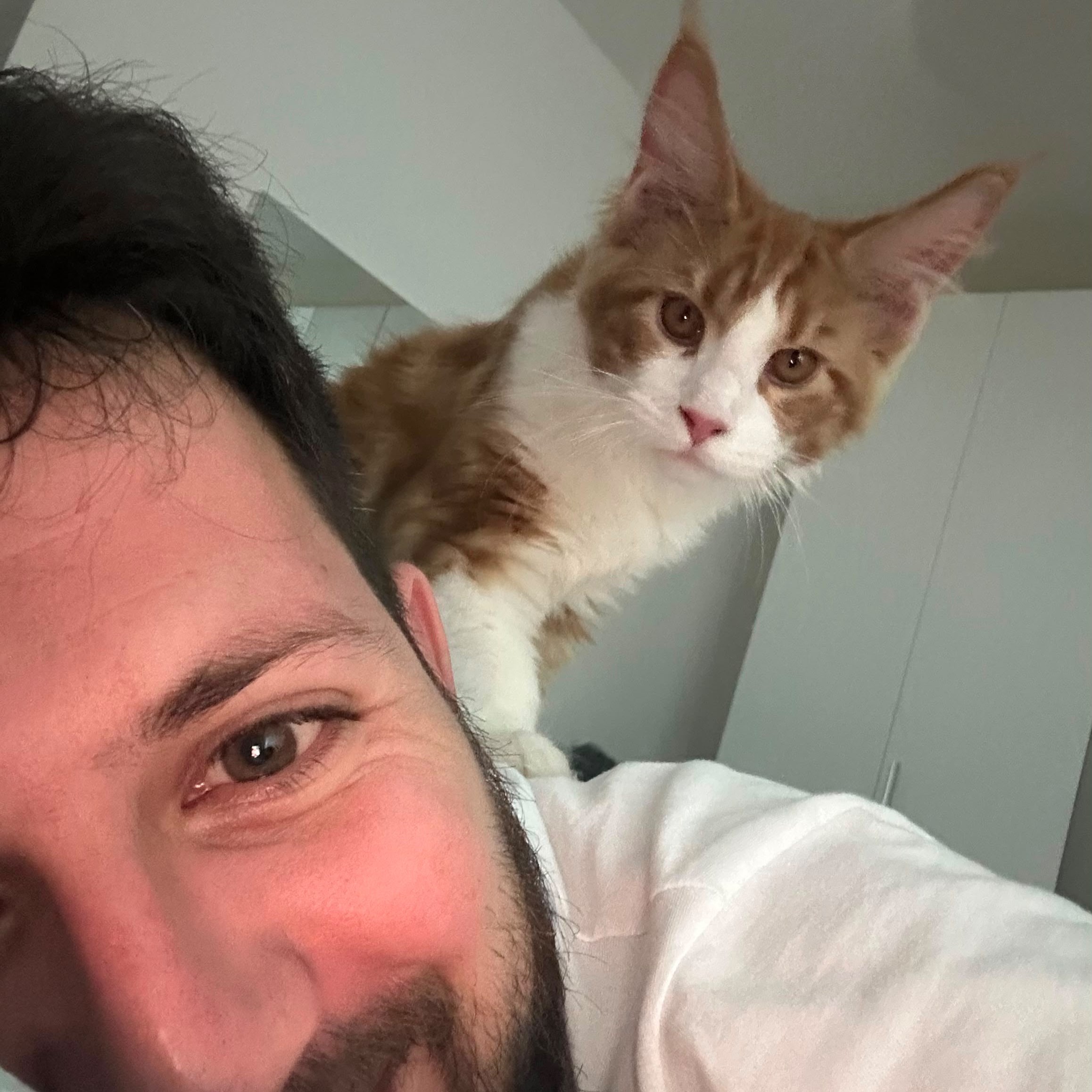 Olaf maine coon rosso e bianco