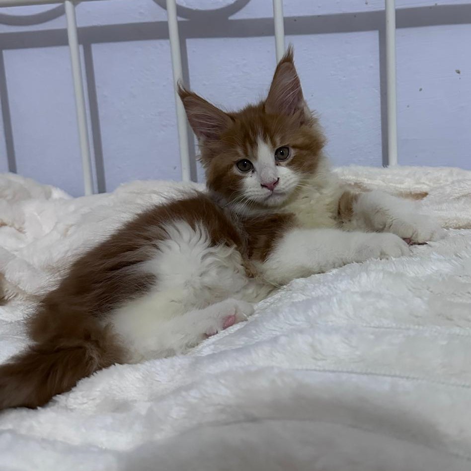 Olaf, cucciolo Maine Coon maschio rosso e bianco a corpo intero