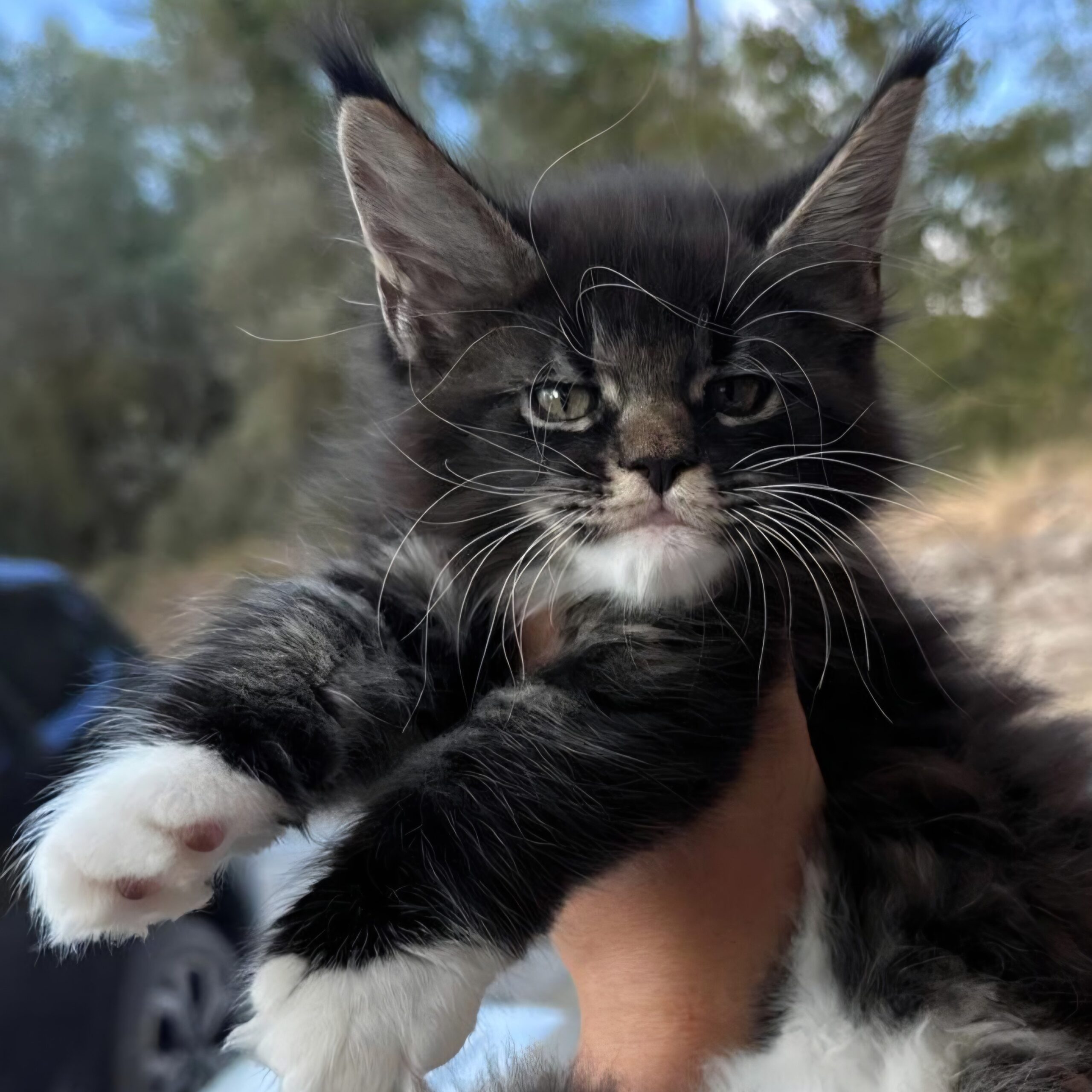 Oppio, cucciolo Maine Coon a Siena, black tabby con bianco