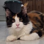 Penelope Featherington